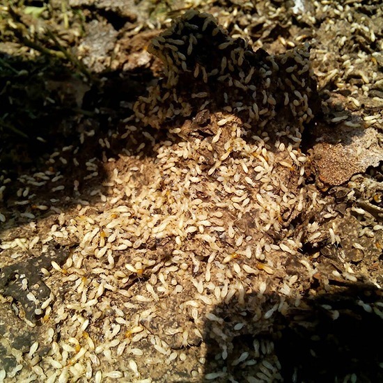 บริษัทกำจัดปลวกสมุทรปราการ